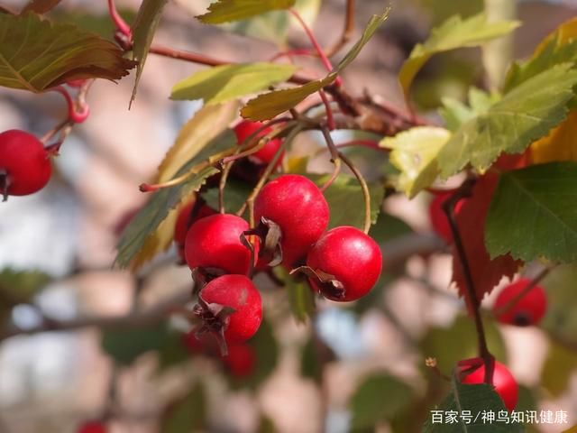 酸味|吃山楂为何导致血糖升高?医生:水果含糖量的高低,舌头说了不算