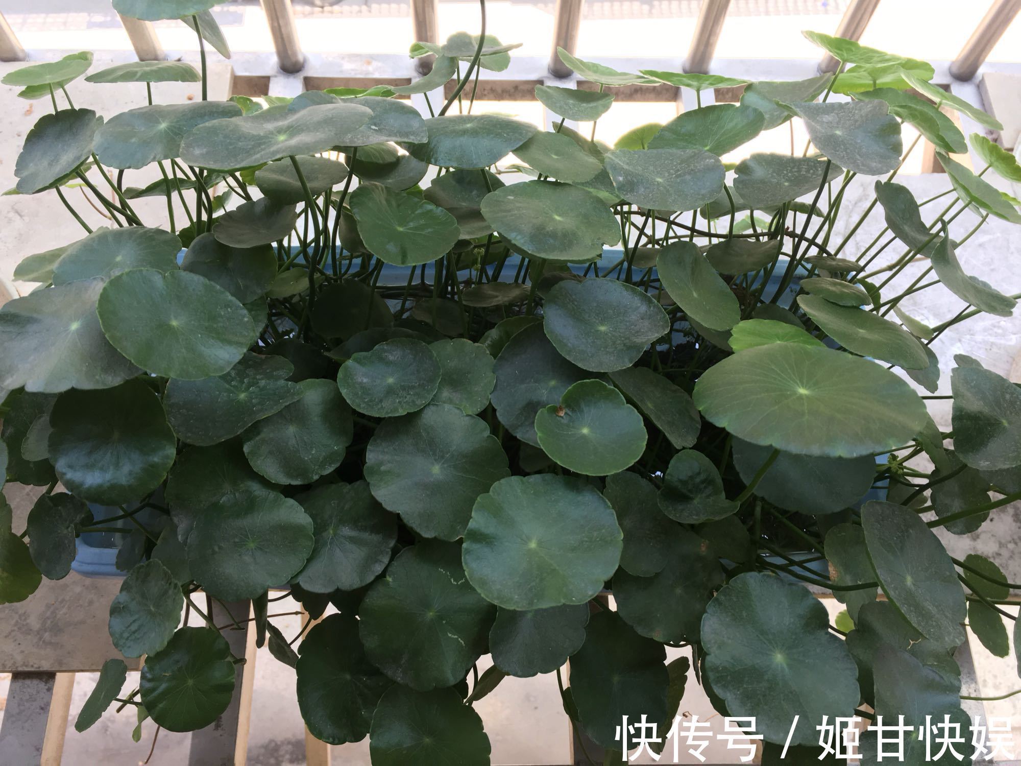 铜钱草又黄又乱糟糟的该怎么养剃头半土加半水，一个月再次爆盆