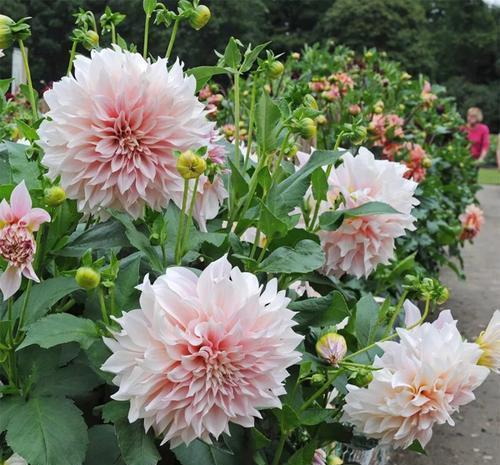 被名字耽误的8种花，好养好看开花惊艳，你最喜欢哪种？