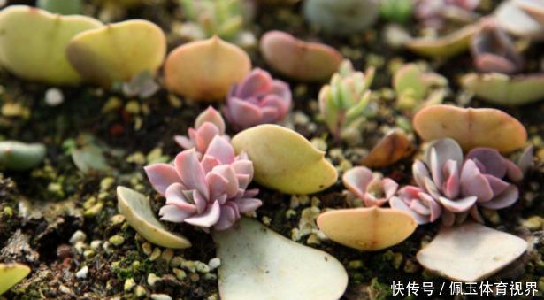 心血|老桩多肉该怎么换盆？2种方法“保活”，叫你心血不再白费