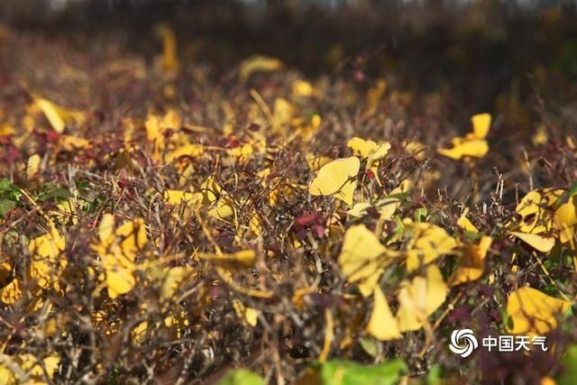  筒子河畔依旧是秋|北京故宫筒子河畔银杏金黄 初冬时节仍有晚秋之美