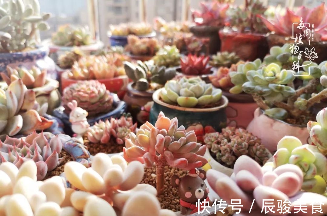 蓝苹果|经历一个夏天的摧残,方知皮实好养的多肉才是真爱!