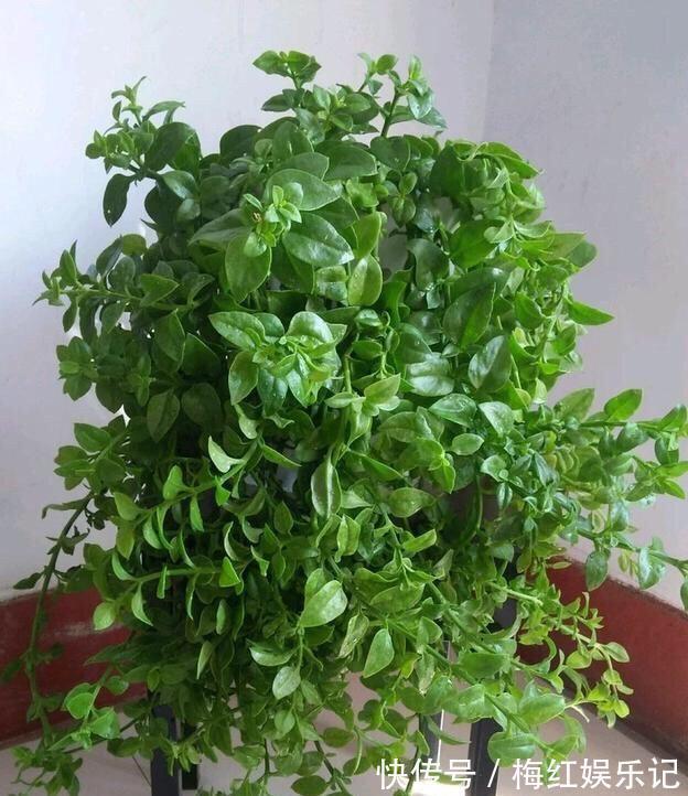碰碰香|能“养人”的四种花，好养不怕热，可凉拌可泡茶，还能驱蚊子