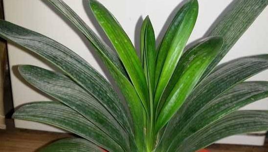 君子兰一直不见长，都是5种因素造成的，这样处理更有效