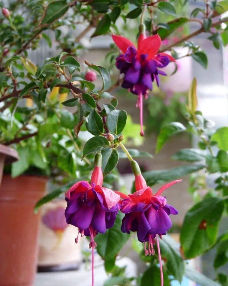 更是|新手别养这3种花了,没经验很难养,开花更是大问题