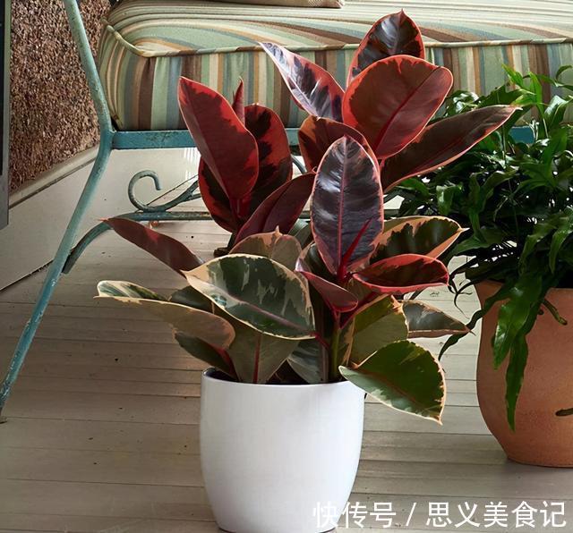 食醋|别用这4样水浇花,不然养什么植物都得浇一盆死一盆