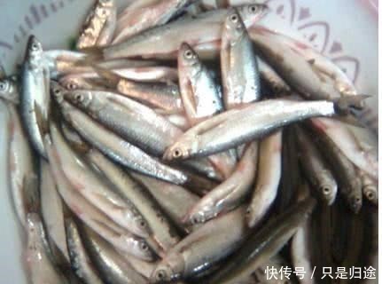 鱼比水多,河里野生鱼“暴动”,随手可捞,这是怎么回事!