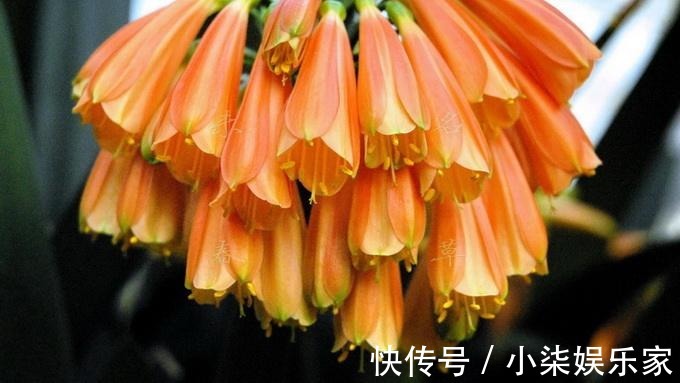 垂笑君子兰|君子兰还有这品种学会这个养护方法,一棵开20朵没问题!