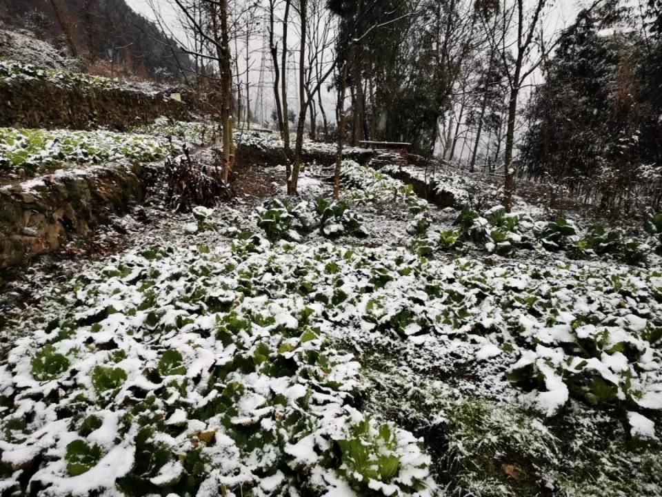 实拍！2021汶川第一场雪，来来来啦！