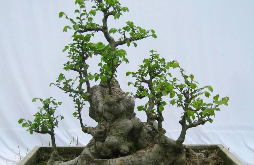 盆栽|该怎么将植物“矮化”，有什么好处？