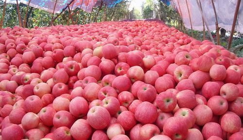 转氨酶|超市很常见的3种食物，值得每天吃一些，排毒养颜、增强体质！