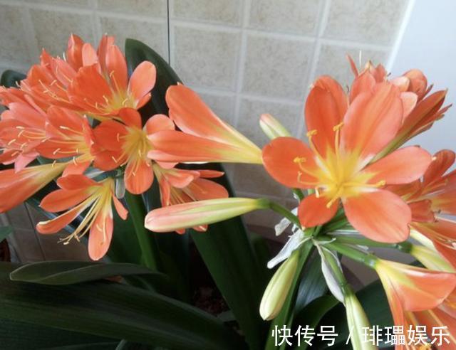 “树叶”垫盆底，将君子兰种下去，根系壮，“花苞”开始变多！