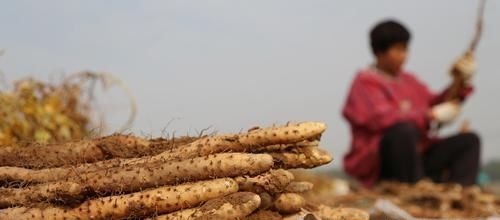 买山药，选粗的还是选细的？内行人教你4招，买到的都是好山药