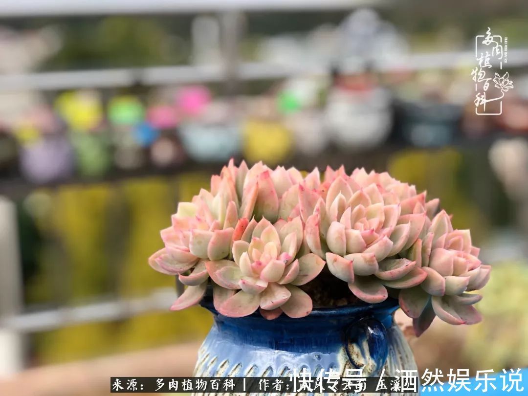 肉友|深秋里,种多肉、赏多肉、会肉友,马不停蹄快乐多!