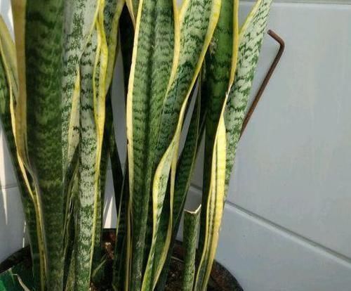 天冷养虎皮兰,做到这些,室内盆栽照样呼呼窜新芽,幼苗挤满盆