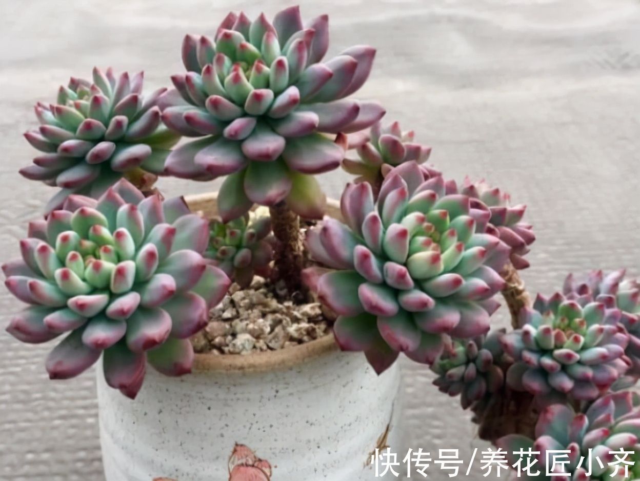 秋天的多肉想要恢复快,先“清理”,再给水,后施肥