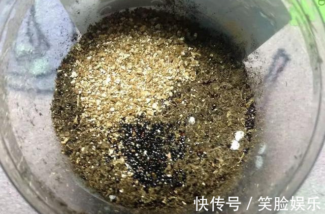 长寿花|这花像长寿花一样好养,全年不间断的开花,太美了