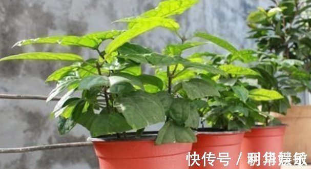 扦插|养花2种扦插方法,掌握“关键点”,扦插不再难,扦插一棵活一棵