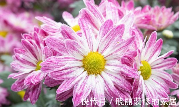 秋末8种花草会“假死”,别整盆扔掉,否则亏大了