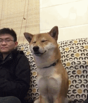 |搞笑gif:一场神奇的车祸,使这位司机红了