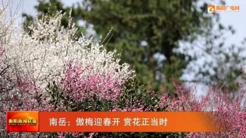 南岳：傲梅迎春开 赏花正当时
