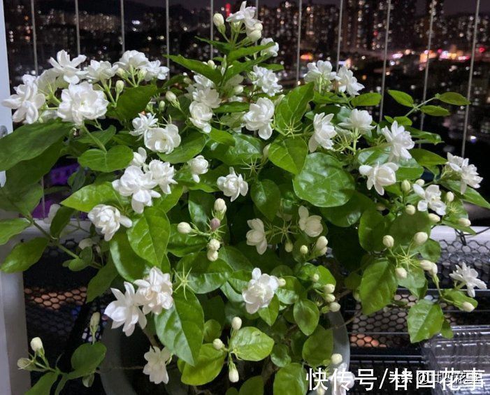 气温|茉莉花期结束后,4件事万万别做,明年花少是小事,就怕过不了冬