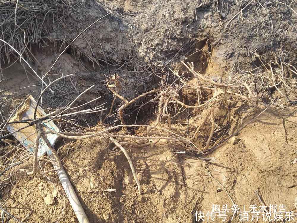 根比果实更值钱,一斤80元,市场供不应求,农户却不愿意采挖