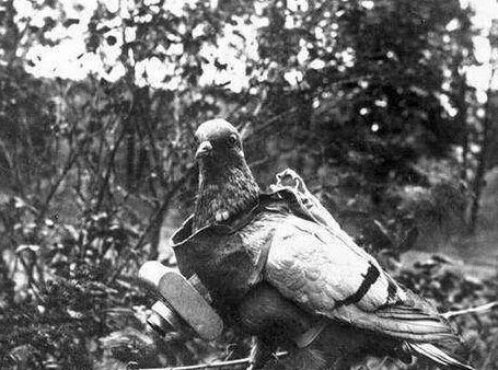 抗日战争|抗日战争中,一旦发现这种动物,如果不杀死可能会全军覆没