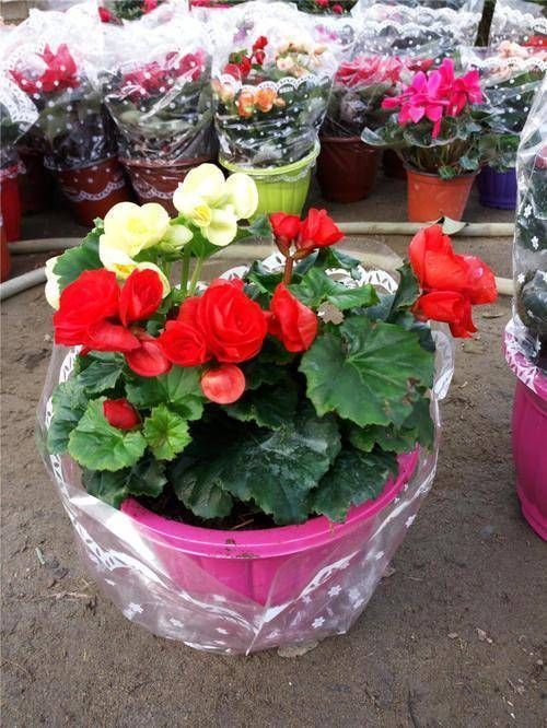 家养丽格海棠，浇水有“妙方”，学会这几招，轻松开满盆