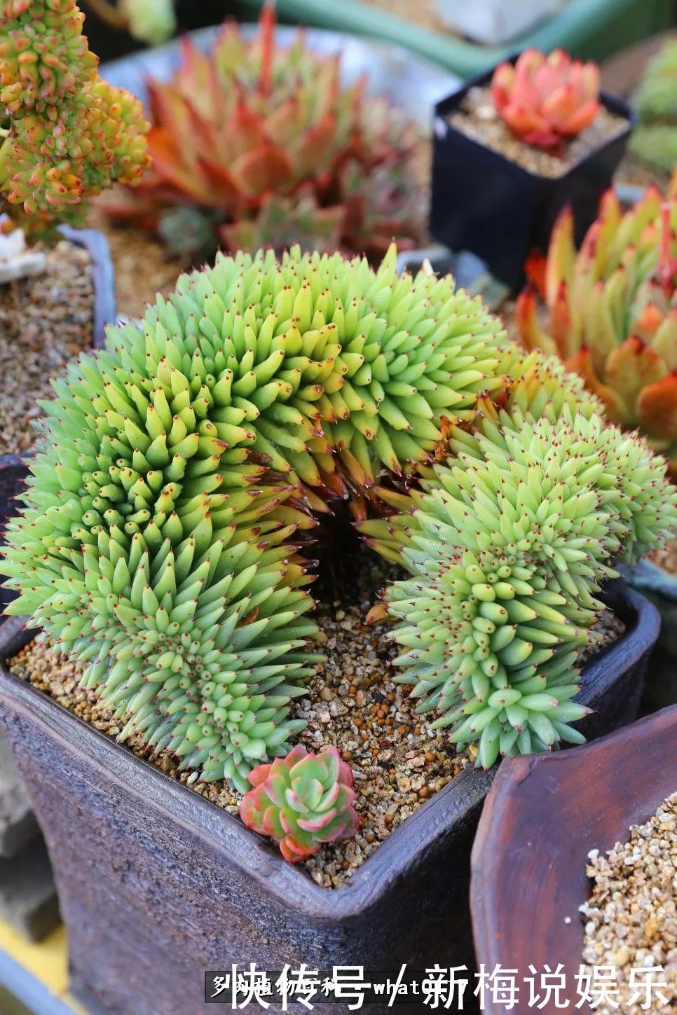 多肉植物|五月份多肉植物养护好好把握多肉入夏前的生长旺季!
