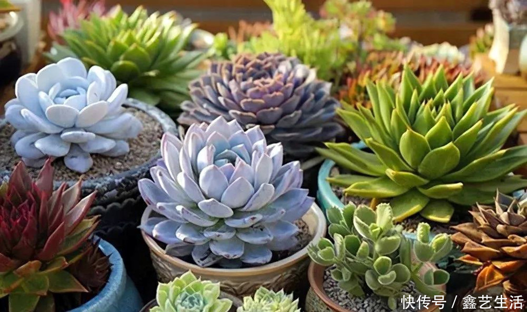 多肉植物|夏天多肉“防腐”有妙招!做好这三件事,不烂不腐不化水,超实用!