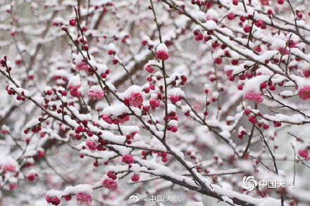 河南|河南汝南踏雪寻梅