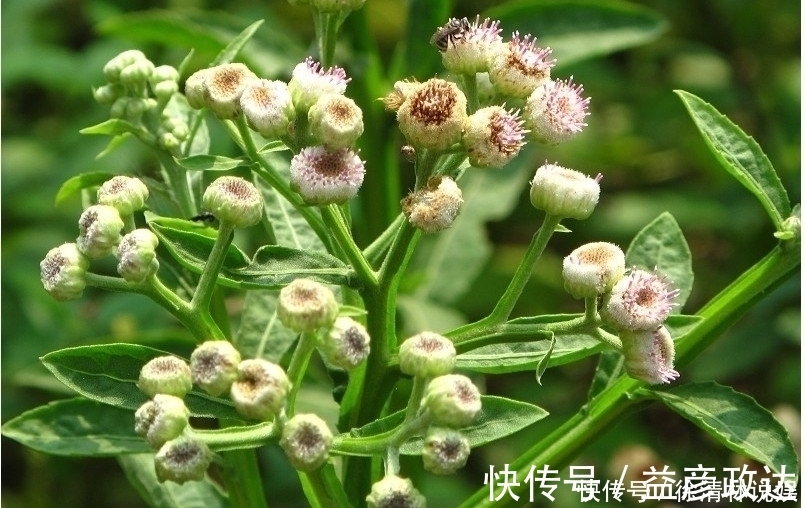 价值|人称”百草之王“,价值极高,若有幸遇见,请加倍珍惜!