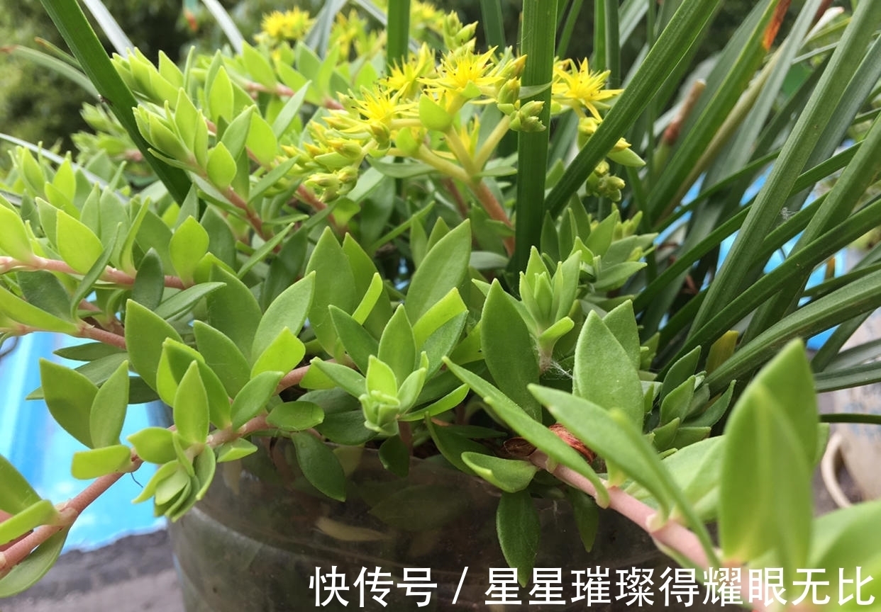 阳台养风雨兰,新人该怎么打理?想要多开花,就该抓住这6点