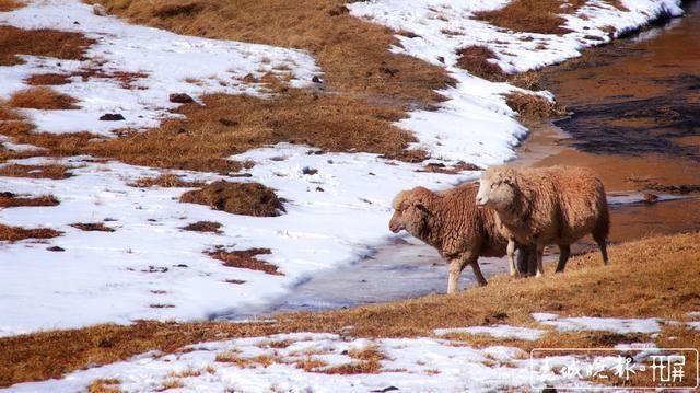 会泽草山：一个能尽情赏雪、玩雪的地方