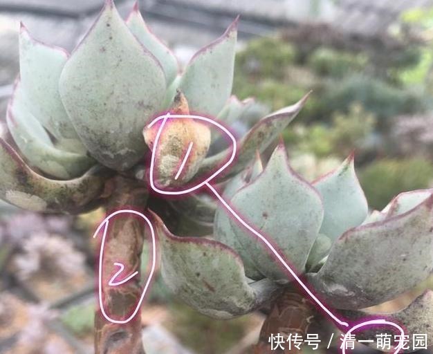 春天盆栽多肉爱生虫?别再头疼怎么除掉了,用它们分分钟解决