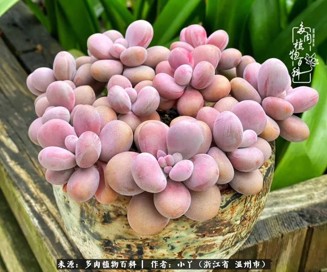 祖上无院家里无矿，一腔浪漫情怀付诸楼顶造花！