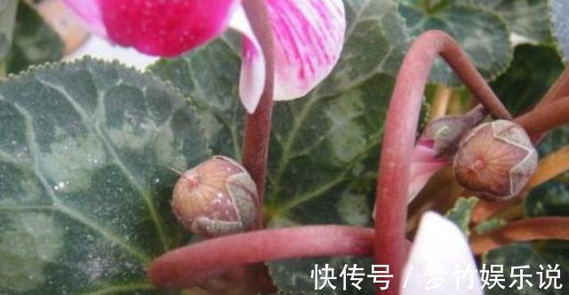 仙客来花谢了，这样修剪和养护，新叶萌发快，年底又开花