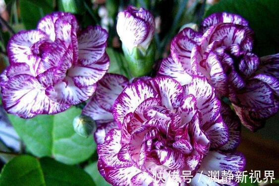 老人|家中有老人养“它”花语温馨与慈祥,开花颜色特殊,花叶俱美
