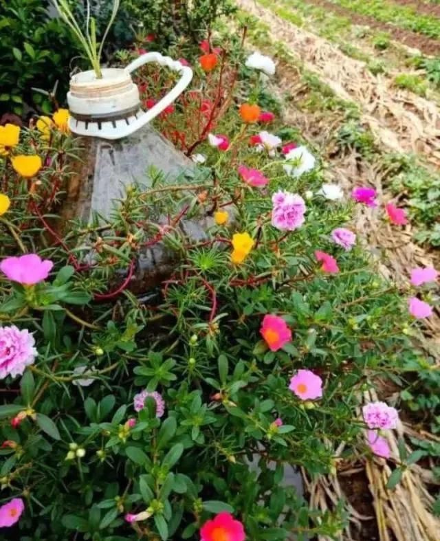 用3招，就能养出漂亮的盆栽，不愁没有花盆用了