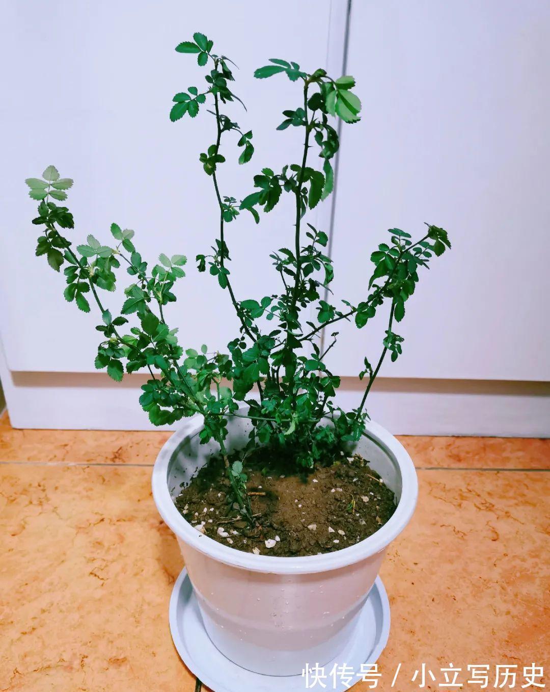 缺德商贩,把“绿化草”包装成“进口花”来卖,上当的人真不少