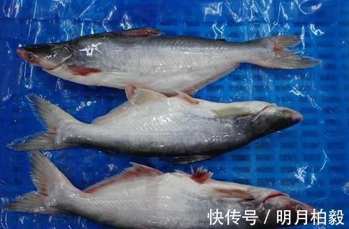 智力|还在让孩子吃巴沙鱼吗家长快停止,这3种鱼对智力和视力更有益