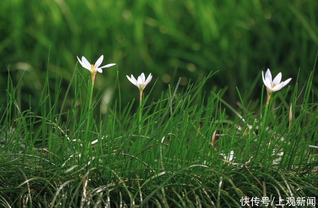 东坡|今日端午，上大与你一起迎接盛夏的到来