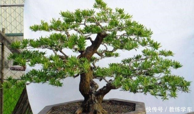 罗汉松这样养,“绿油油”的叶子不发黄!罗汉松这样养,“绿油油”的叶子不发黄!