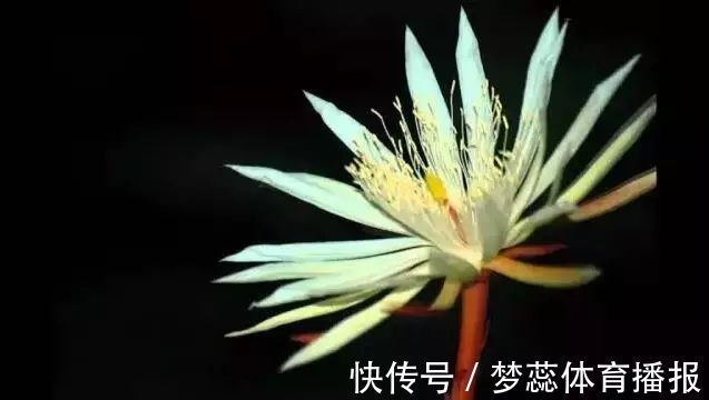 全球最贵的6种花,一株价值几百万,真好看!