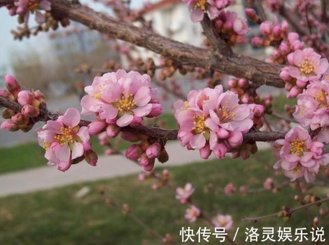 小花|榆树和梅花“杂交”，没想到生的真美，榆叶梅盆景，能满枝开红花