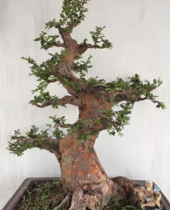 怎样进行盆景的整形与矮化