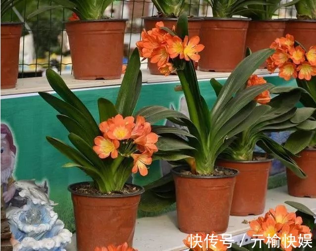 最爱“喝醋”的3种花卉,每隔7天喂一点,叶片肥厚油亮,呼呼长!