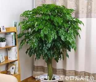养花|6种观叶植物，客厅养一盆，绿意盎然，充满生机，不开花也好看！