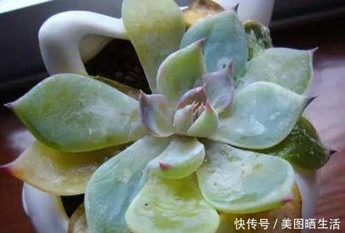 它才是杀死多肉的大“黑手”,要注意4点预防,后2点是自作自受!